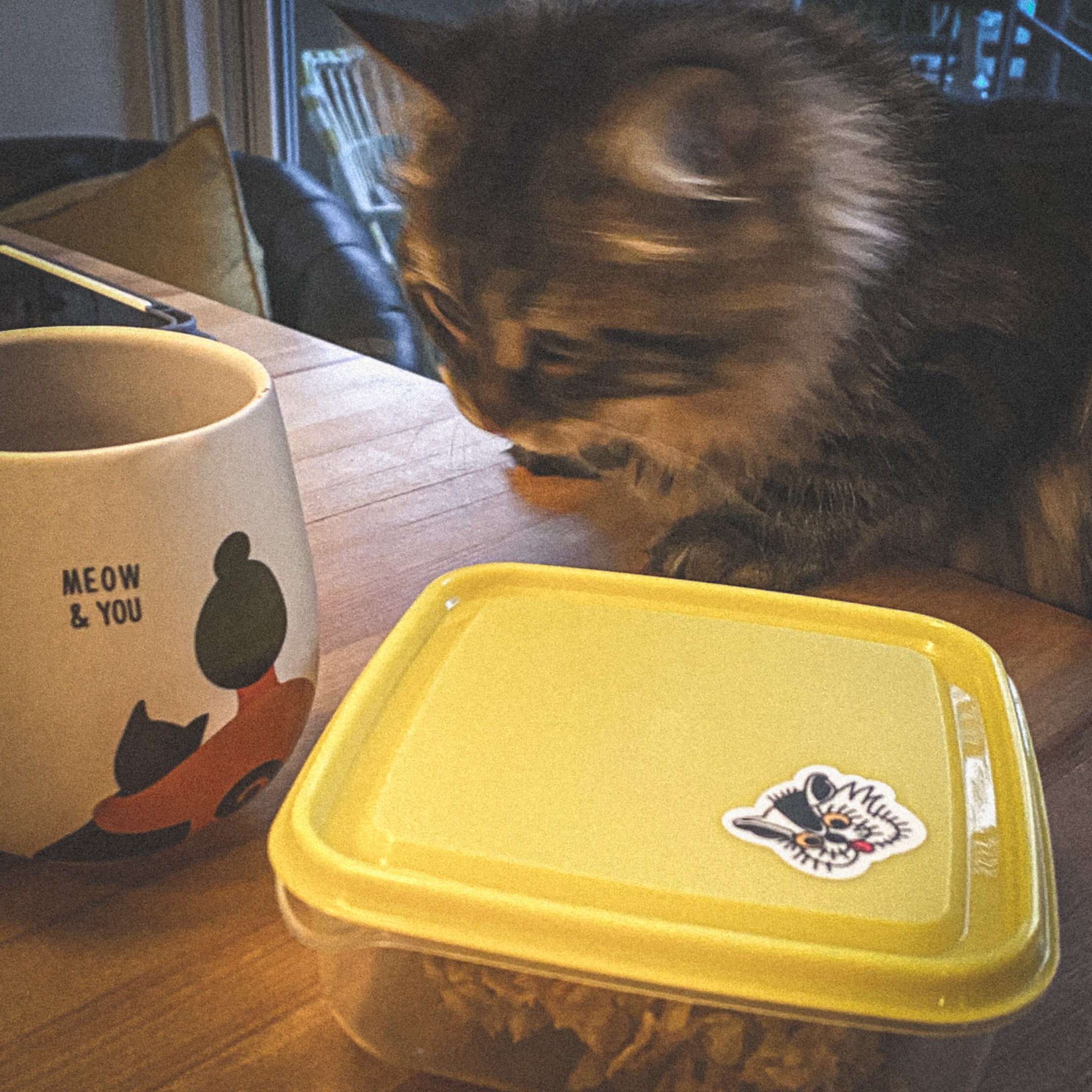 autocollant vinyle de chats